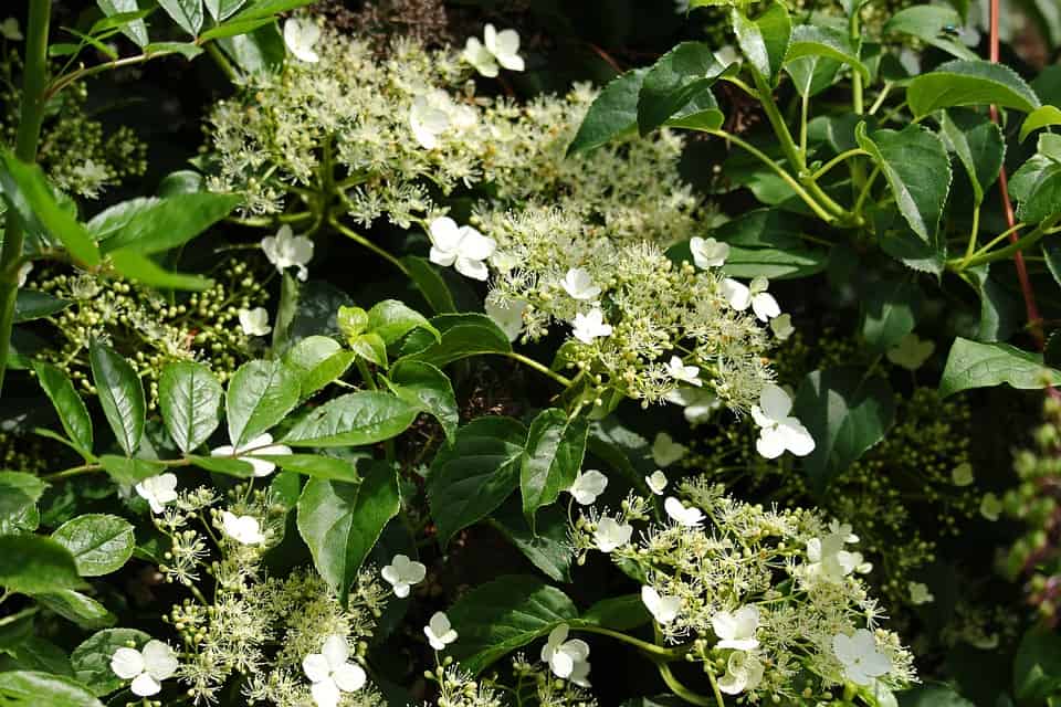 Hortensien schmücken Garten und Wege auf elegante Weise 3 Kletterhortensie